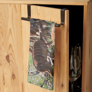 Linge De Cuisine Nyala dans les prairies – Photographie de faune sa