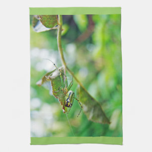 Linge De Cuisine Orchard Orbweaver Spider - Leucauge venusta