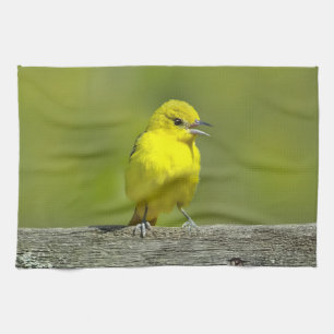 Linge De Cuisine Oriole de la orchard - Photographie originale
