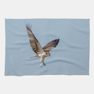 Linge De Cuisine Osprey juvénile en vol