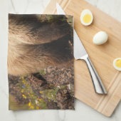 Linge De Cuisine ours (Quart Plié)
