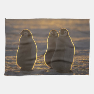 Linge De Cuisine Penguins empereurs