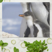 Linge De Cuisine Péninsule Antarctique, Neko Harbour, Gentoo (Plié)