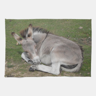 Linge De Cuisine Petit Âne Gris Mignonne Bébé Foal Posé Vers Le Bas