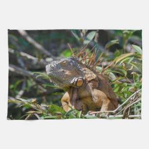 Linge De Cuisine Photographie de la faune du Belize : lézard iguane