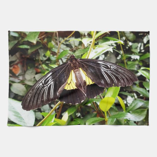Linge De Cuisine pretty black yellow butterfly photographe (Horizontal)