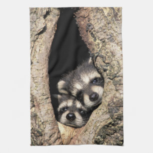 Linge De Cuisine Raton laveurs bébé dans une cavité d'arbre Procyon