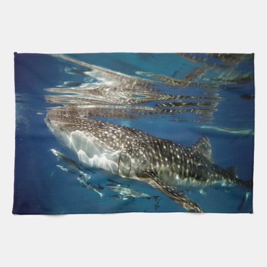 Linge De Cuisine requin baleine Oslob Philippines (Horizontal)