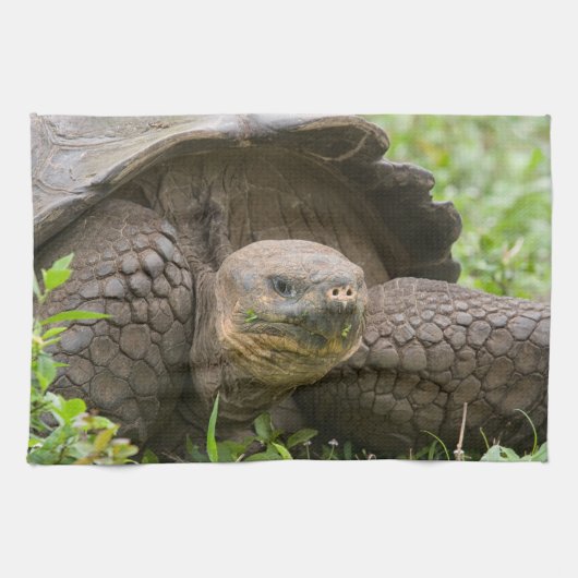 Linge De Cuisine Tortue géante (Horizontal)