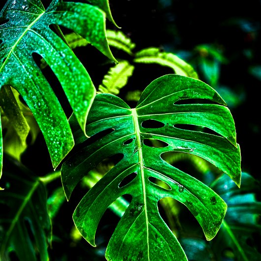 Linge De Cuisine Tropical Monstera Glow – Jungle Leaf Photography