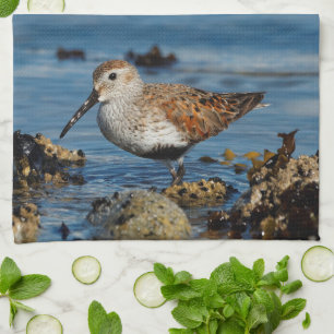 Linge De Cuisine Un Beau Dunlin Se Solo