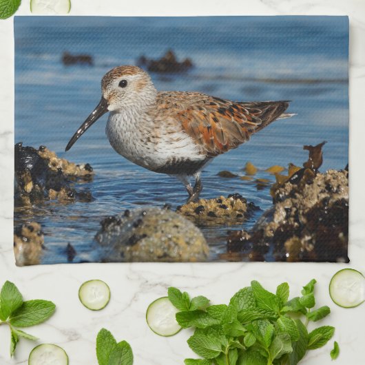 Linge De Cuisine Un Beau Dunlin Se Solo (Plié)