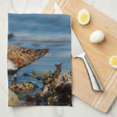 Linge De Cuisine Un Beau Dunlin Se Solo (Quart Plié)