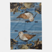 Linge De Cuisine Un Beau Dunlin Se Solo (Vertical)