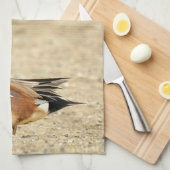 Linge De Cuisine Un Wigeon américain sur la plage (Quart Plié)