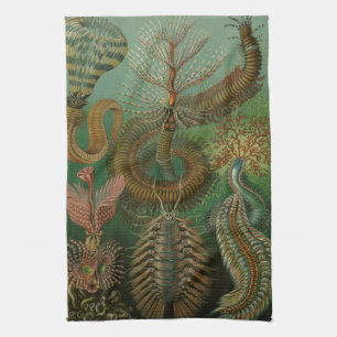 Linge De Cuisine Vers Annélides Chaetopoda vintage par Ernst Haecke