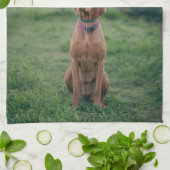 Linge De Cuisine vizsla assise (Plié)