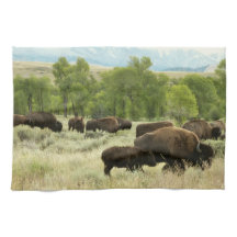 Wyoming Bison Nature Animal Photographie