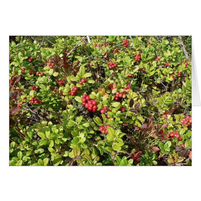 Lingonberries Big Bush (Devant horizontal)