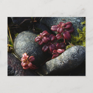 Lingonberry Leaves - Autumn Colors, Unalaska Islan Briefkaart