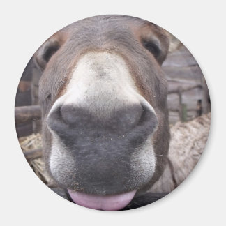 Linha Animal - Arre burriquito Magneet