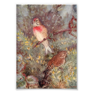 Linnent Birds Illustratie Foto Afdruk