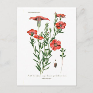 Linumgrandiflorum Briefkaart