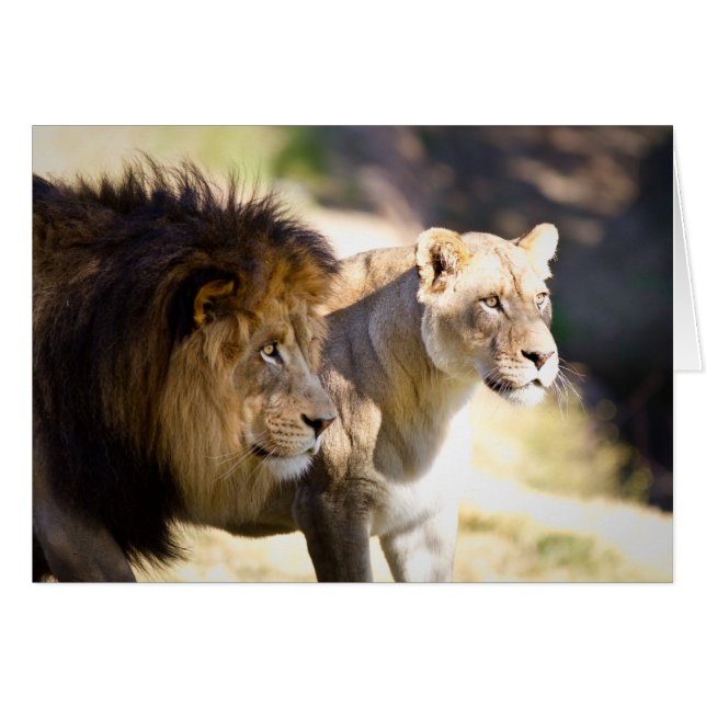 Lion (Voorkant Horizontaal)