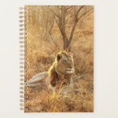 Lion (Devant)