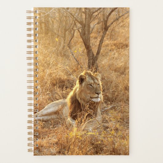 Lion (Devant)