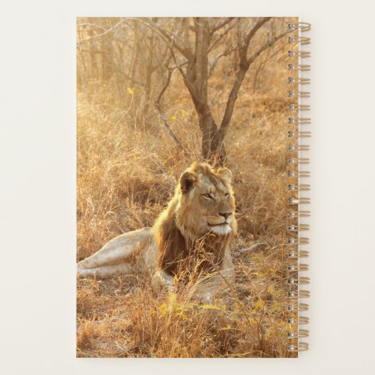 Lion (Dos)