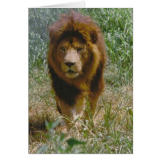 lion