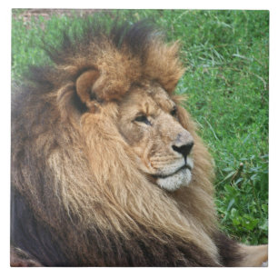 Lion 001 tegeltje
