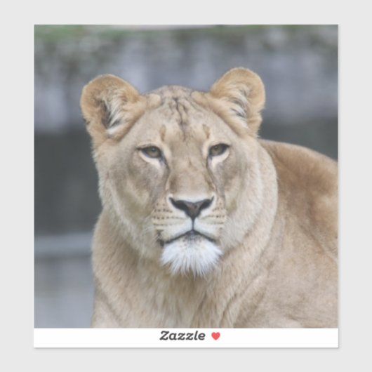 Lion 004 sticker (Vel)