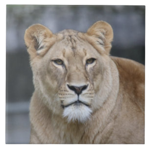 Lion 004 tegeltje