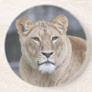 Lion 004 zandsteen onderzetter