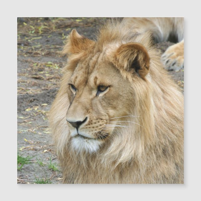 Lion 011 (Voorkant)