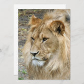 Lion 011 feestdagenkaart (Voorkant / Achterkant)