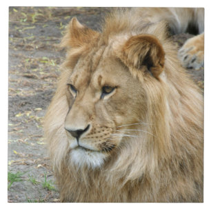 Lion 011 tegeltje