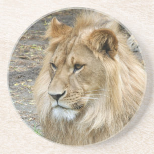 Lion 011 zandsteen onderzetter