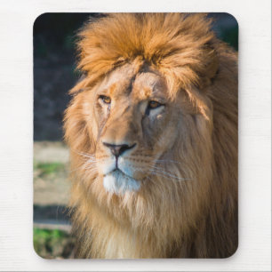 Lion 013 muismat