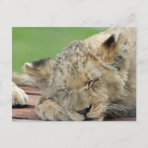 Lion 014 briefkaart