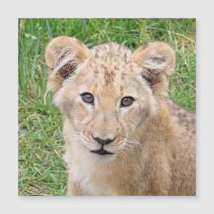 Lion 016