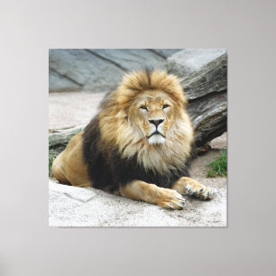 Lion 020 canvas afdruk