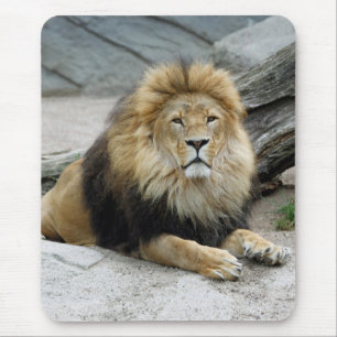 Lion 020 muismat