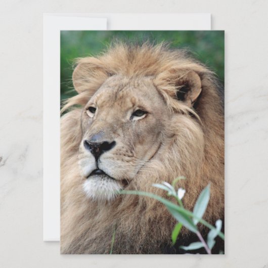 Lion 021 feestdagenkaart (Voorkant)