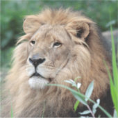 Lion 021 sticker (Voorkant)