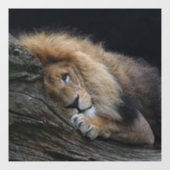 Lion 030 raamsticker (Vel)