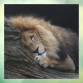 Lion 030 raamsticker (Vel 3)