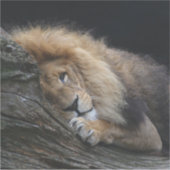 Lion 030 sticker (Voorkant)